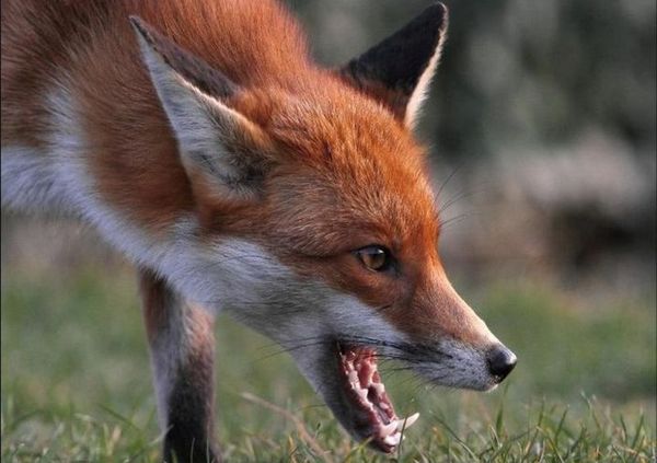 Caution Rabies 1