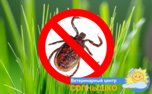 mite 300x186