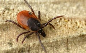 mite 2 300x186